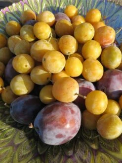 New Release -Selected Garden & Outdoor Stores shutterstock 1427325371