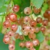 Pink Champagne Currant -Selected Garden & Outdoor Stores shutterstock 1485591821