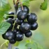 Minaj Smyriou Black Currant 2 Minaj Smyriou Black Currant -Selected Garden & Outdoor Stores shutterstock 1497701447