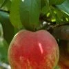 Necta Zee Nectarine -Selected Garden & Outdoor Stores shutterstock 174110