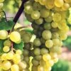 Interlaken Seedless Grape -Selected Garden & Outdoor Stores shutterstock 228403507