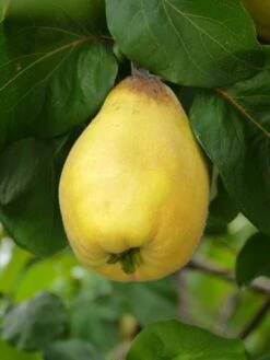 Van Deman Quince