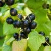 Otelo Black Currant 2 Otelo Black Currant -Selected Garden & Outdoor Stores shutterstock 288370247