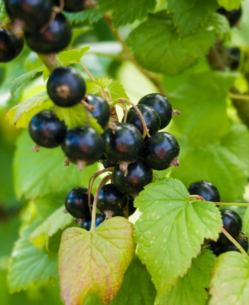 Otelo Black Currant 3 Otelo Black Currant