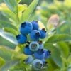 Blueray Blueberry 2 Blueray Blueberry -Selected Garden & Outdoor Stores shutterstock 304755110 1