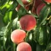 El Dorado Peach - Miniature -Selected Garden & Outdoor Stores shutterstock 333793856