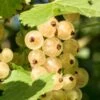 Primus White Currant -Selected Garden & Outdoor Stores shutterstock 400449280