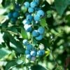 Alpha Sunshine Blue Blueberry -Selected Garden & Outdoor Stores shutterstock 447173914 1
