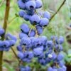Alpha Bluegold Blueberry -Selected Garden & Outdoor Stores shutterstock 460547209