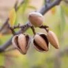 All In One Almond -Selected Garden & Outdoor Stores shutterstock 475794103