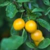 Mirabelle De Nancy European Plum -Selected Garden & Outdoor Stores shutterstock 475989046