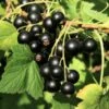 Wellington XXX Black Currant -Selected Garden & Outdoor Stores shutterstock 49241371
