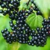 Adams Elderberry -Selected Garden & Outdoor Stores shutterstock 524234776