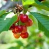 Kansas Sweet Cherry -Selected Garden & Outdoor Stores shutterstock 54968818