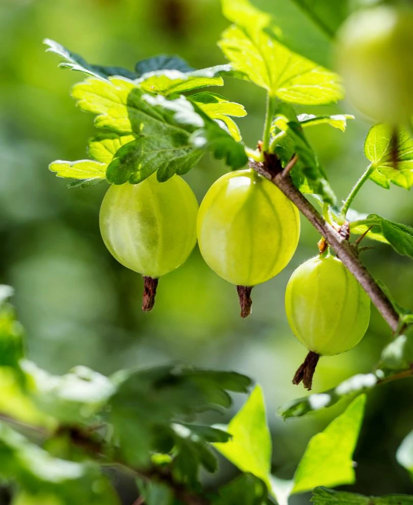 Whitesmith Gooseberry 3 Whitesmith Gooseberry