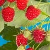 Cascade Delight Raspberry 2 Cascade Delight Raspberry -Selected Garden & Outdoor Stores shutterstock 56724127