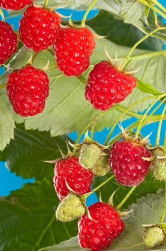 Cascade Delight Raspberry Bundle (5 Plants) 3 Cascade Delight Raspberry Bundle (5 Plants)