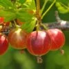 Captivator Gooseberry -Selected Garden & Outdoor Stores shutterstock 58130287