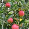 Foxwhelp Cider Apple -Selected Garden & Outdoor Stores shutterstock 585414392
