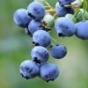 Bushel And Berry® Perpetua® Blueberry -Selected Garden & Outdoor Stores shutterstock 58923367 1
