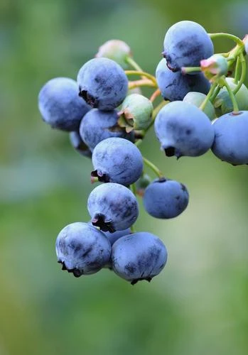 Bushel And Berry® Perpetua® Blueberry 3 Bushel And Berry® Perpetua® Blueberry