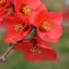 Super Fusion Flowering Quince -Selected Garden & Outdoor Stores shutterstock 599712029