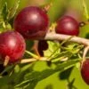 Hinnomaki Red Gooseberry -Selected Garden & Outdoor Stores shutterstock 619589141 1