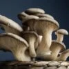 Oyster Mushroom Dowels (100) -Selected Garden & Outdoor Stores shutterstock 621495956 1