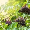 Haschberg Elderberry -Selected Garden & Outdoor Stores shutterstock 650694826
