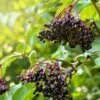 Sampo Elderberry -Selected Garden & Outdoor Stores shutterstock 650694832 1