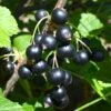 Kirovchanka Black Currant -Selected Garden & Outdoor Stores shutterstock 652922467