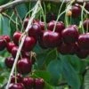 Tehranivee Cherry -Selected Garden & Outdoor Stores shutterstock 672977416