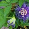 Passiflora Maypop -Selected Garden & Outdoor Stores shutterstock 687434260