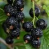 Ben Sarek Black Currant -Selected Garden & Outdoor Stores shutterstock 688798615