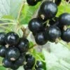 Hilltop Baldwin Black Currant -Selected Garden & Outdoor Stores shutterstock 692408818