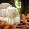 Lion's Mane Mushroom 100 Dowels 2 Lion's Mane Mushroom 100 Dowels -Selected Garden & Outdoor Stores shutterstock 742473607