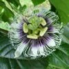 Black Knight Passiflora -Selected Garden & Outdoor Stores shutterstock 744206440