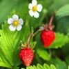 Mignonette Strawberry -Selected Garden & Outdoor Stores shutterstock 79496968