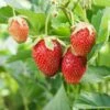 Eversweet Strawberry Bundle (3 Packs) -Selected Garden & Outdoor Stores shutterstock 79541821 1d8a6bb2 21ef 4e8d 9f7f 3f2f779f59e6
