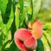 Saturn Peach -Selected Garden & Outdoor Stores shutterstock 81081247