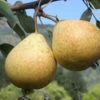 Hendre Huffcapp European Perry Pear -Selected Garden & Outdoor Stores shutterstock image 17