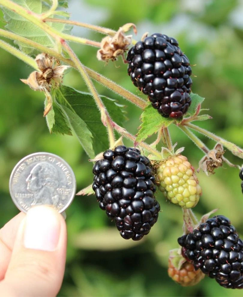 Prime Ark Traveler Thornless Blackberry 3 Prime Ark Traveler Thornless Blackberry