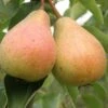 Stuttgarter Geishirtle European Pear -Selected Garden & Outdoor Stores shutterstock image 9 1
