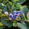 Bushel And Berry® Silver Dollar® Blueberry -Selected Garden & Outdoor Stores sildol