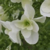 Snowflake Hydrangea -Selected Garden & Outdoor Stores snowflakehy