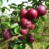 Honeycrisp And Spartan Apple Bundle (3 Trees) -Selected Garden & Outdoor Stores spartan apple tree p94 984 zoom 1024x1024 b9308095 4f6d 4618 af72 d48accb7619a