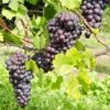 St. Theresa Seedless Grape -Selected Garden & Outdoor Stores st theresa grape 1