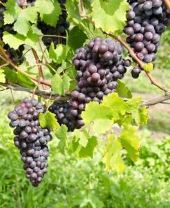 St. Theresa Seedless Grape