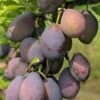 Stanley European Plum 2 Stanley European Plum -Selected Garden & Outdoor Stores stanley 1