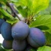 Combo European Plum Tree (4 Varieties) -Selected Garden & Outdoor Stores stanley plum 2